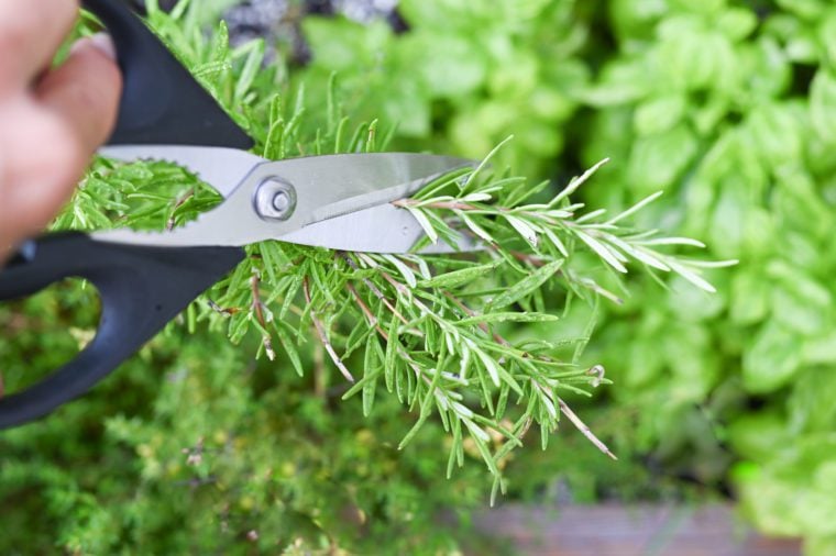 Kitchen shears cutting a sprig of rosemary.