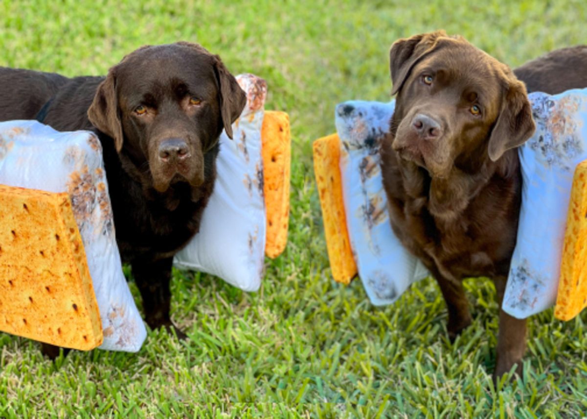 Two dogs, Ollie and Gus, dressed as s'mores for Halloween